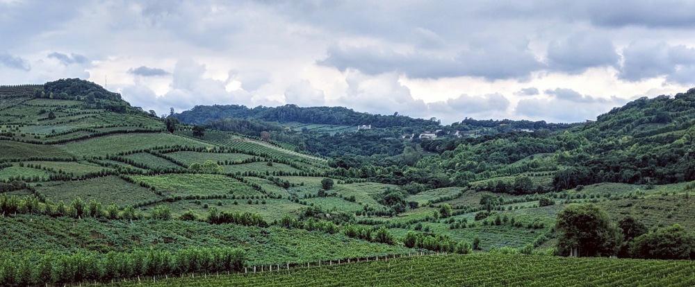 Vineyards of Casa Valduga in Bento Gonçalves, Brazil